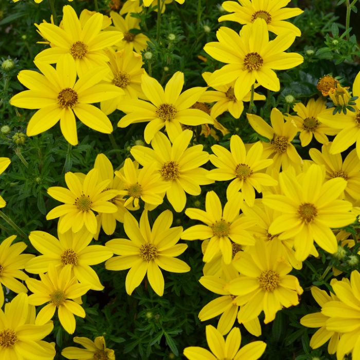 Yellow Bidens Sunshine Flower Seeds for Planting | Heirloom Non-GMO Organic Garden Seeds