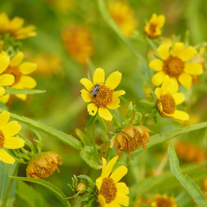 Bidens Cernua Flower Seeds for Planting – Heirloom Non-GMO Cut Flower, High Germination Organic Garden Seeds