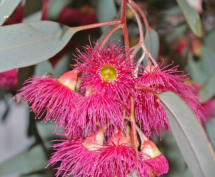 Pink Eucalyptus Sideroxylon Herb Seeds for Planting – Heirloom, Non-GMO, Organic Garden Seeds with High Germination