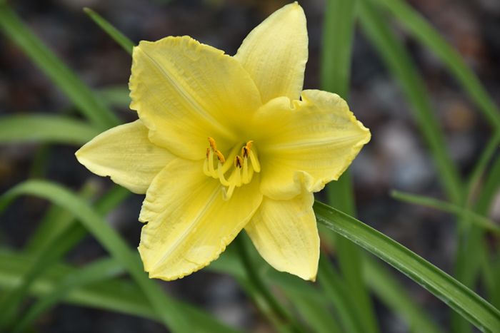 Yellow Hemerocallis Flower Seeds for Planting – Wildflower Mix, Heirloom, Non-GMO, High Germination