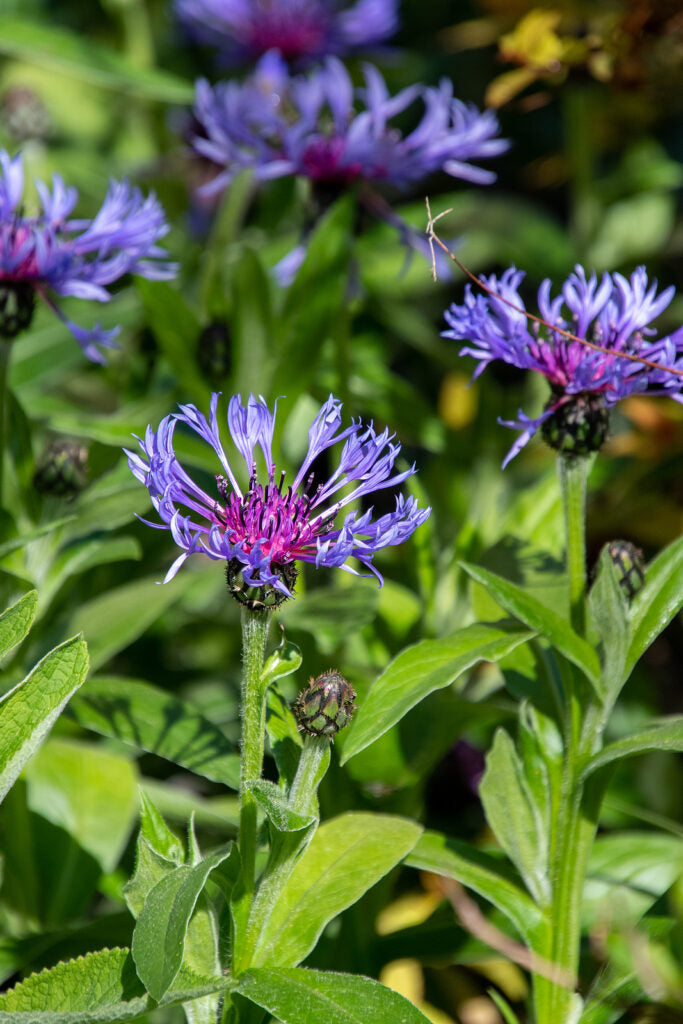 Flower Seeds, Seeds,Seeds For Planting,Plant Seeds