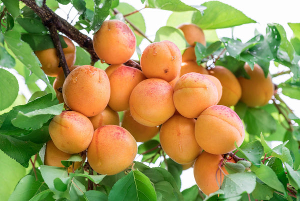 Apricot fruit seeds for planting – Heirloom & Non-GMO Garden seeds