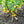Yellow Biquinho Pepper Seeds for Planting – Heirloom, Non-GMO Pepper Seeds