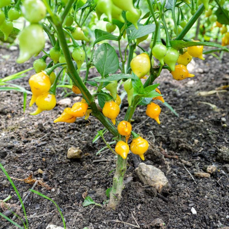 Yellow Biquinho Pepper Seeds for Planting – Heirloom, Non-GMO Pepper Seeds