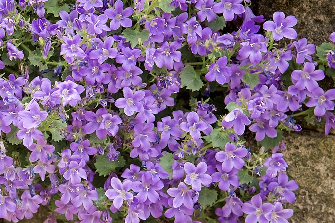 Violet Mini Violet Flower Seeds for Planting – Heirloom, Non-GMO, Cottage Garden Essential, High Germination