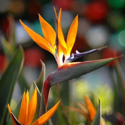 Orange Strelitzia Flower Seeds – Low Maintenance, Heirloom &amp; Non-GMO for Home Garden