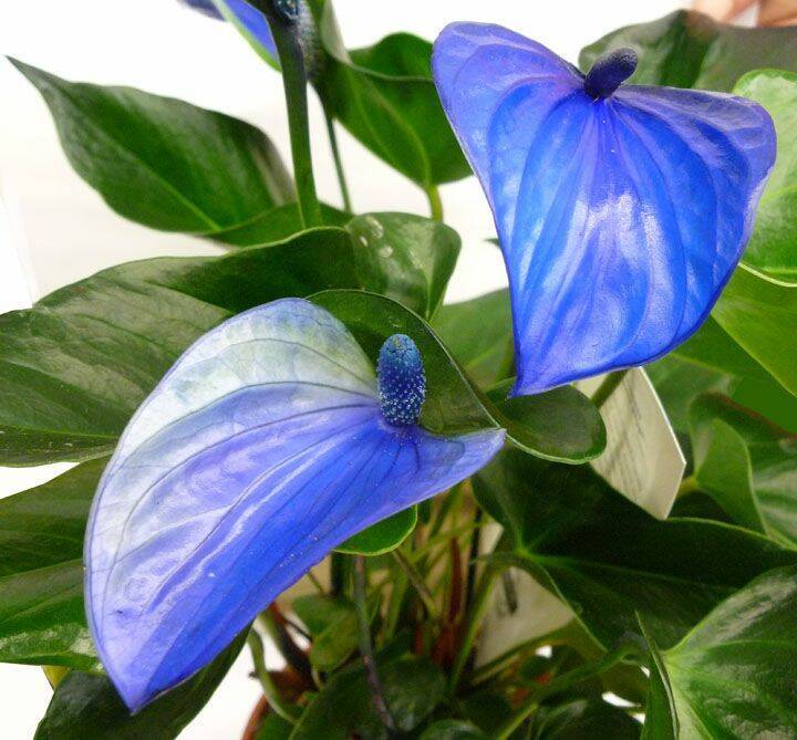 Blue Anthurium Linden Flower Seeds for Planting | Heirloom, Non-GMO, High Germination Organic Garden Seeds