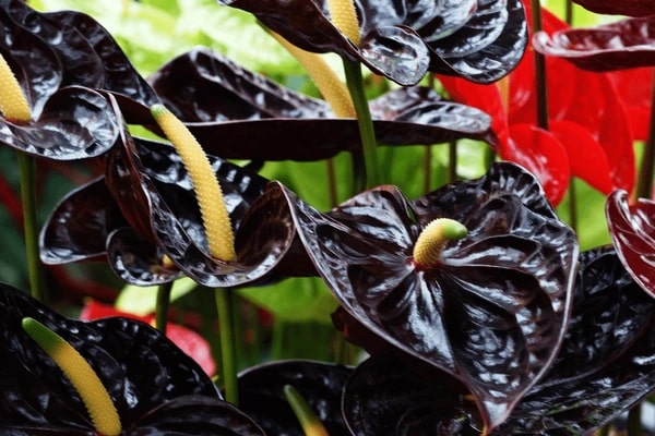 Black Anthurium Flower Seeds for Planting – Shade Tolerant, Heirloom & Non-GMO Organic Garden Seeds