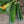 Zucchini Seeds for Planting – Heirloom, Non-GMO, Fast-Growing Summer Vegetable – High Germination