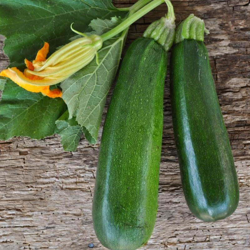 Zucchini Seeds for Planting – Heirloom, Non-GMO, Fast-Growing Summer Vegetable – High Germination