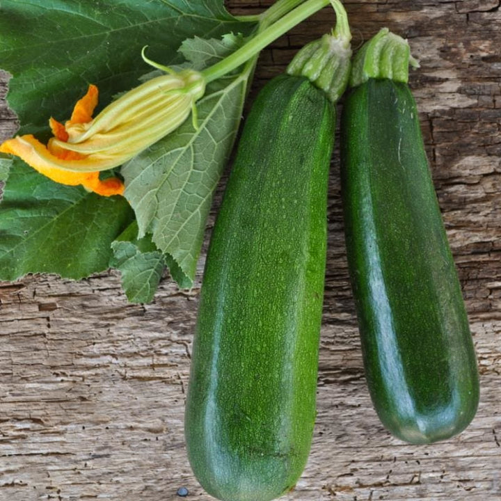 Zucchini Seeds for Planting – Heirloom, Non-GMO, Fast-Growing Summer Vegetable – High Germination
