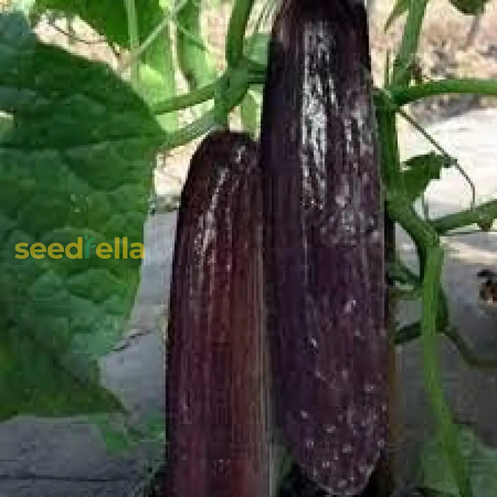 Cucumber Vegetable Seeds for Planting – Heirloom, Non-GMO, Organic Garden Seeds, High Germination, Crisp Garden Freshness