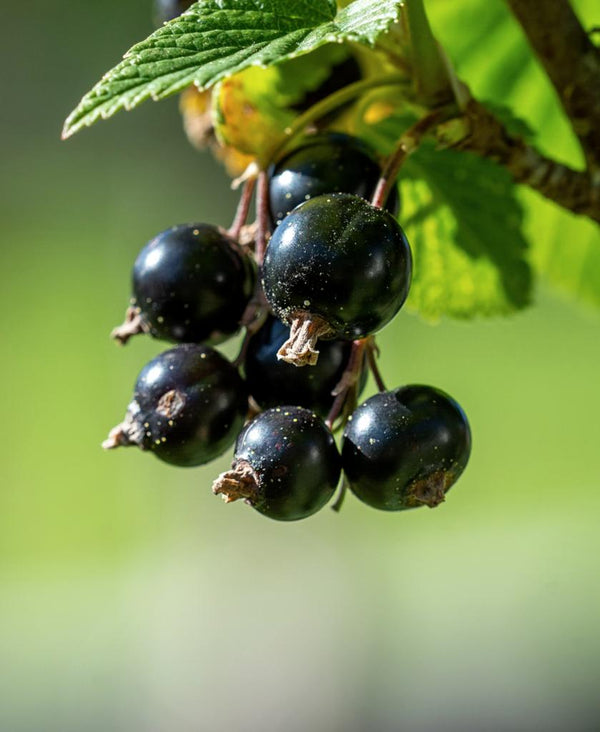 Black Currant Fruit Seeds for Planting – Heirloom, Non-GMO Seeds for Dark Nutritious Berry Bushes