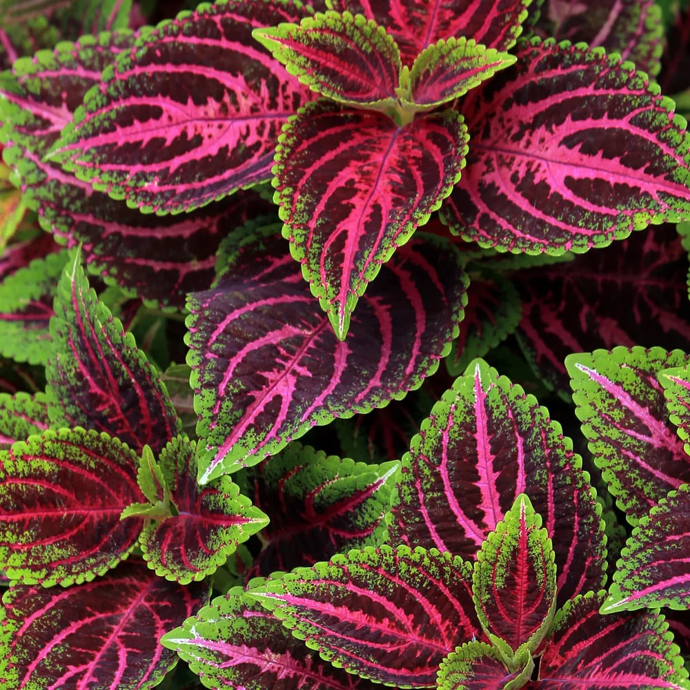 Pink Green Dragon Coleus Flower Seeds for Planting – Heirloom, Non-GMO, Garden Favorite, High Germination