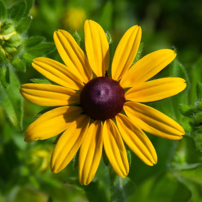 Susan Native Flower Seeds for Planting – Heirloom Non-GMO, High Germination Organic Garden Seeds