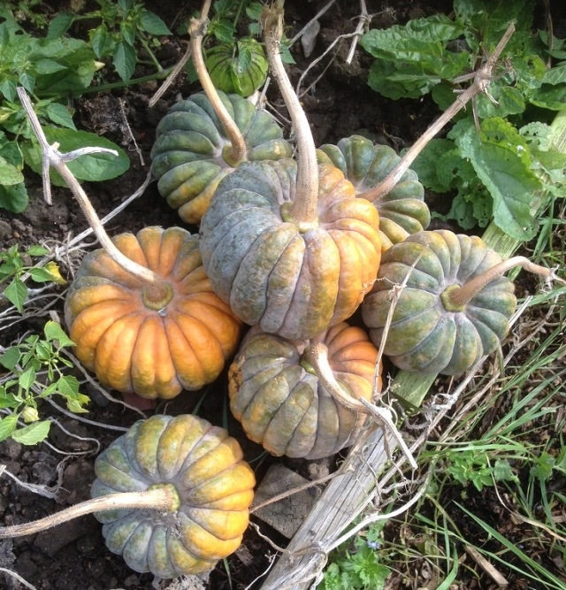 Futsu Squash Seeds for Planting – Heirloom, Non-GMO, Nutty-Flavored Winter Vegetable – High Germination