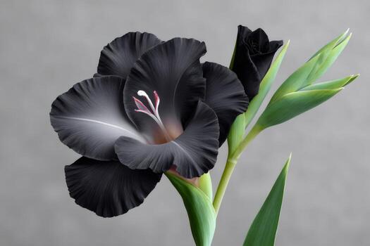 Black Gladiolus Flower Seeds for Planting – Fragrant Blossoms, Heirloom, Non-GMO Home Garden