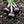 Black Orange Garlic Seeds for Planting – Heirloom Non-GMO High Germination Organic Garden Seeds