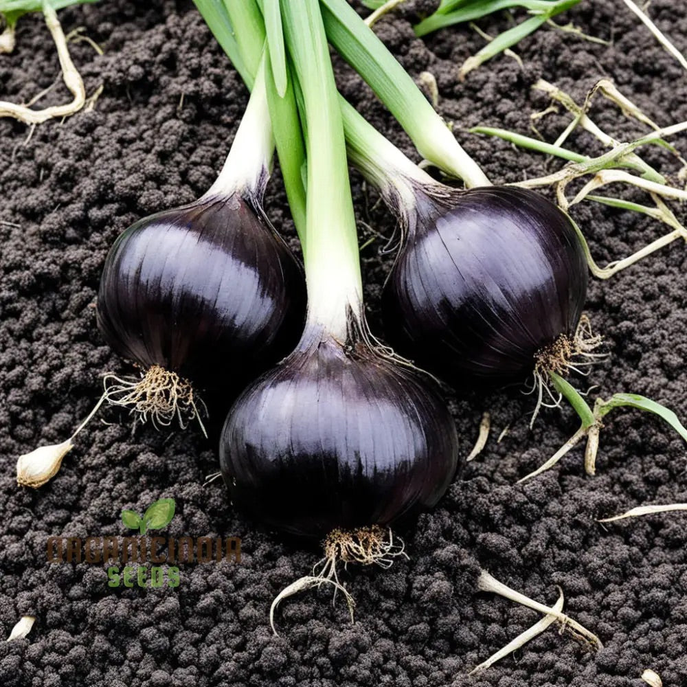 Black Orange Garlic Seeds for Planting – Heirloom Non-GMO High Germination Organic Garden Seeds