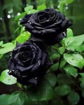 Black Rose Seeds for Planting – Easy to Grow, Heirloom, Non-GMO Organic Garden Seeds