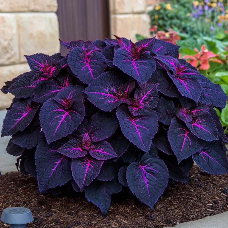 Pink Black Coleus Flower Seeds for Planting – Heirloom, Non-GMO, High Germination Borders Garden Seeds