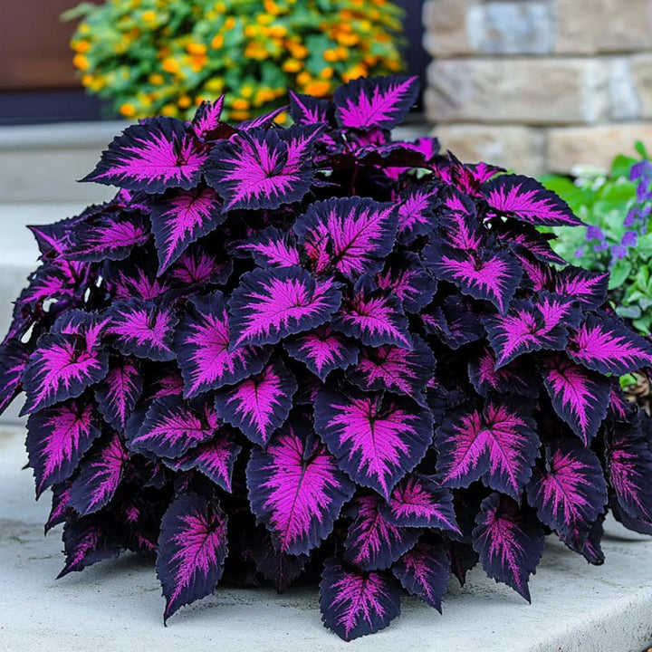 Pink Black Coleus Flower Seeds for Planting – Heirloom, Non-GMO, High Germination Borders Garden Seeds