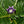 Black Mandrake Mandragora Autumnalis Flower Seeds – Heirloom Non-GMO for Garden Planting