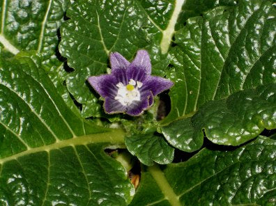Black Mandrake Mandragora Autumnalis Flower Seeds – Heirloom Non-GMO for Garden Planting