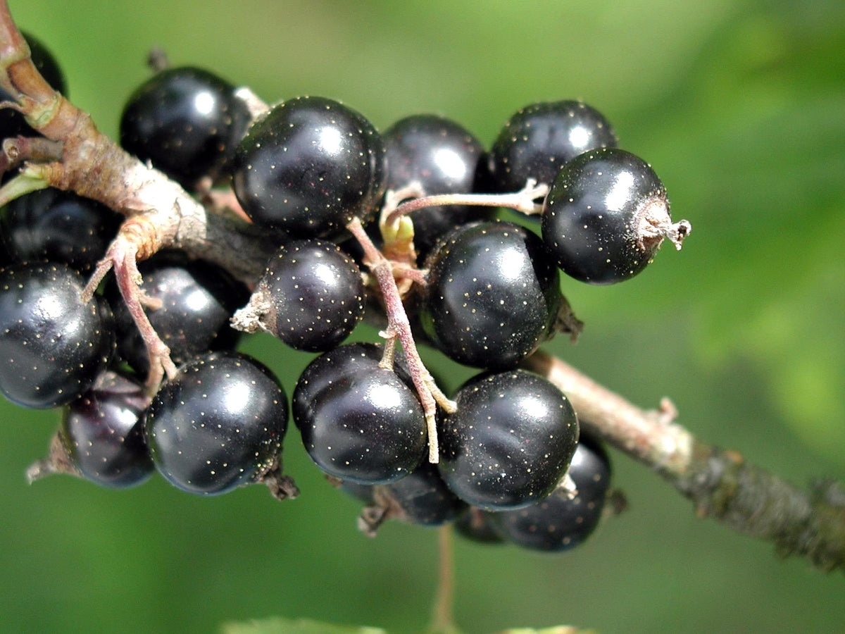 Aronia Melanocarpa Fruit Seeds for Planting – Heirloom, Non-GMO, High Germination Organic Superfood Garden Seeds