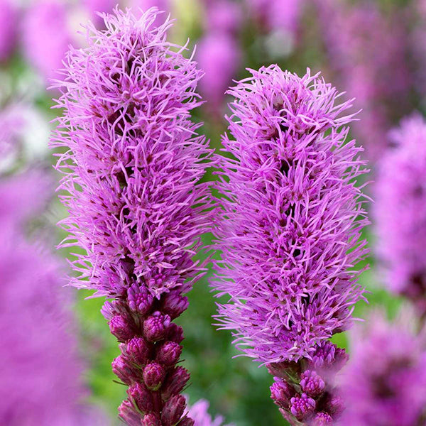 Prairie Blazing Star Flower Seeds for Planting – Sun Loving Heirloom Non-GMO Seeds for Home Garden
