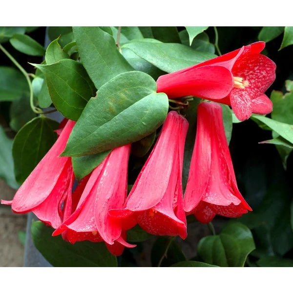 Lapageria Rosea Flower Seeds for Planting – Sun Loving, Heirloom, Non-GMO, High Germination Seeds