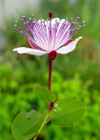 White Pink Capparis Spinosa Flower Seeds for Planting | Heirloom, Non-GMO, High Germination Seeds