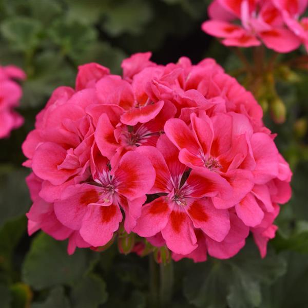 Geranium Pink Red Flower Seeds for Planting - Garden Favorite, Heirloom & GMO Free Seeds for Home Garden