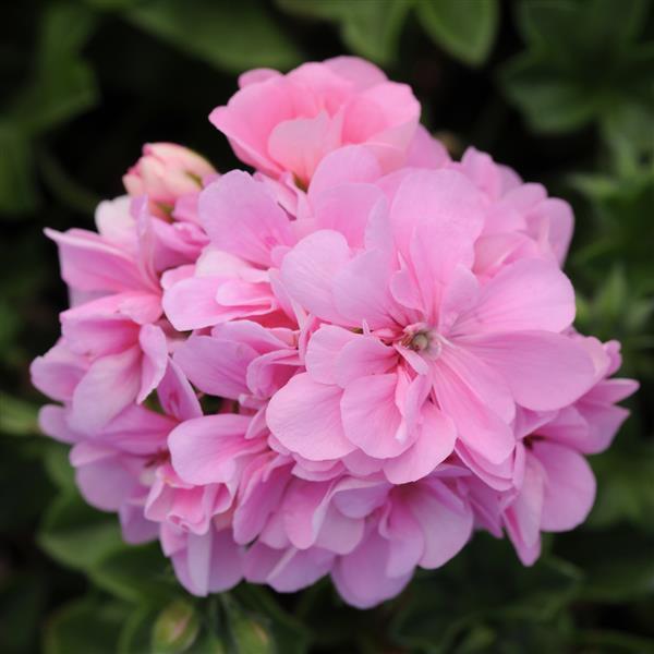 Light Pink Geranium Pelargonium Seeds for Planting – Heirloom, Non-GMO, High Germination Flowers
