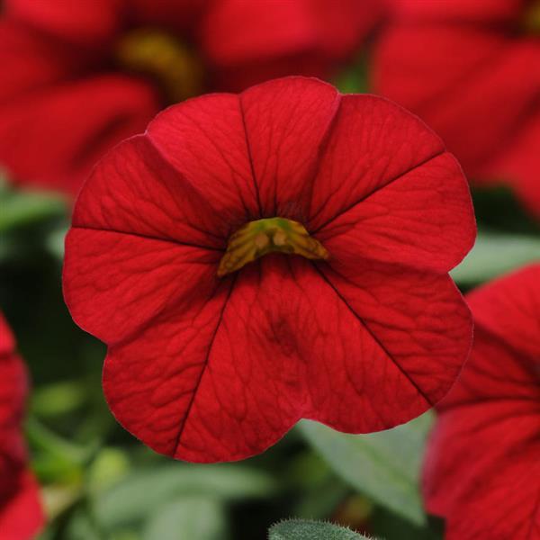 Red Calibrachoa Flower Seeds for Planting – Heirloom, Non-GMO, High Germination Organic Garden Seeds