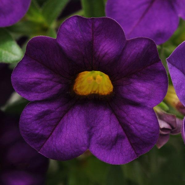 Purple Calibrachoa Flower Seeds for Planting – Heirloom, Non-GMO, High Germination Organic Garden Seeds