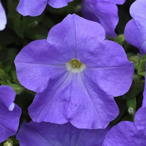 Blue Petunia Wave Flower Seeds for Planting – Heirloom Non-GMO High Germination Organic Garden Seeds