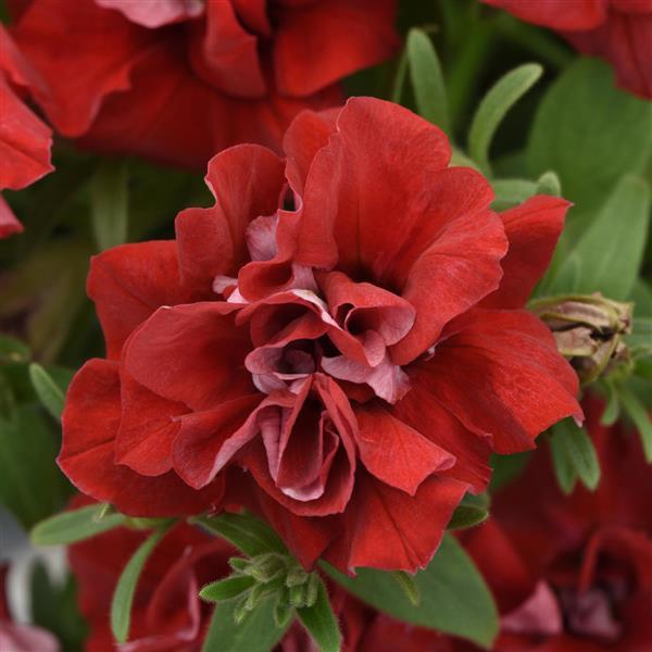 Double Wave Red Petunia Flower Seeds for Planting – Heirloom, Non-GMO, High Germination Garden Seeds
