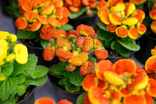 Orange Calceolaria Perennial Flower Seeds for Planting – Heirloom, Non-GMO, High Germination Organic Garden Seeds
