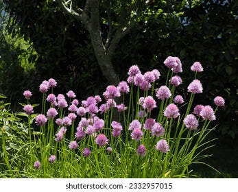 Rustic Ciboulette Flower Seeds – Heirloom Non-GMO, Seasonal Bloomer for Home Garden Planting