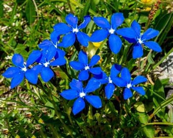 Violet Gentian Flower Seeds for Planting – Heirloom, Non-GMO, Premium Quality, High Germination