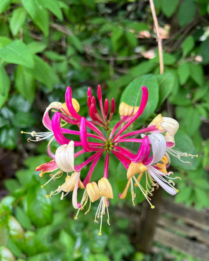 Honeysuckle Flower Seeds for Planting – Heirloom, Non-GMO, Long Bloom, Organic Garden Seeds
