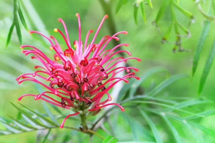 Thick Pink Grevillea Robusta Seeds for Planting – Heirloom, Non-GMO, High Germination Organic Garden Seeds