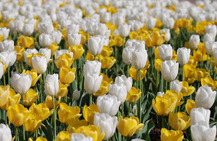 Yellow White Tulip Flower Seeds for Planting – Heirloom Non-GMO, High Germination Organic Garden Seeds