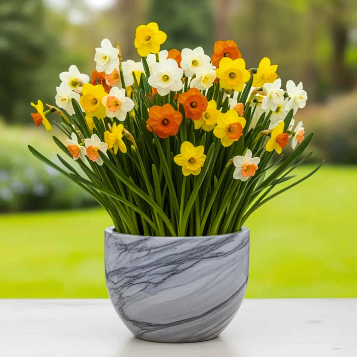 Mixed Daffodil Flower Seeds for Planting – Heirloom, Non-GMO, High Germination Organic Garden Seeds