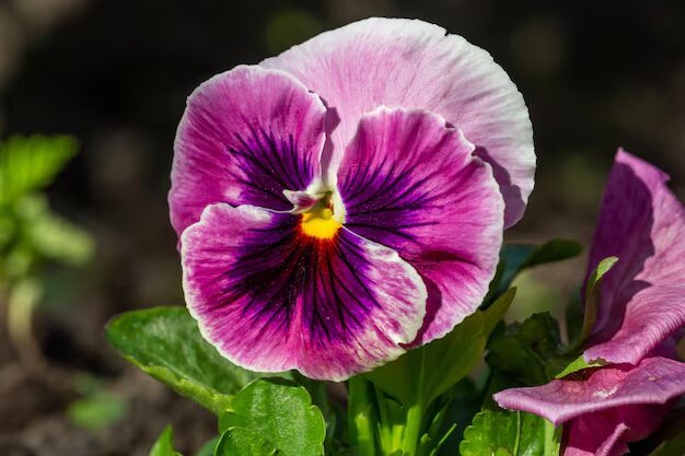 Pink Violet Pansy Flower Seeds for Planting – Heirloom, Non-GMO, High Germination Organic Garden Seeds