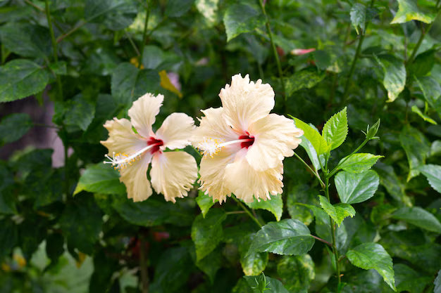 Yellow Hibiscus Flower Seeds for Planting – Heirloom, Non-GMO, High Germination Organic Garden Seeds