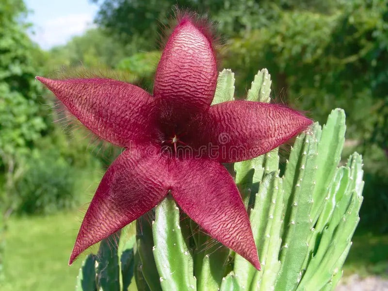 Green Stapelia Flower Seeds for Planting – Heirloom & Non-GMO Garden Seeds