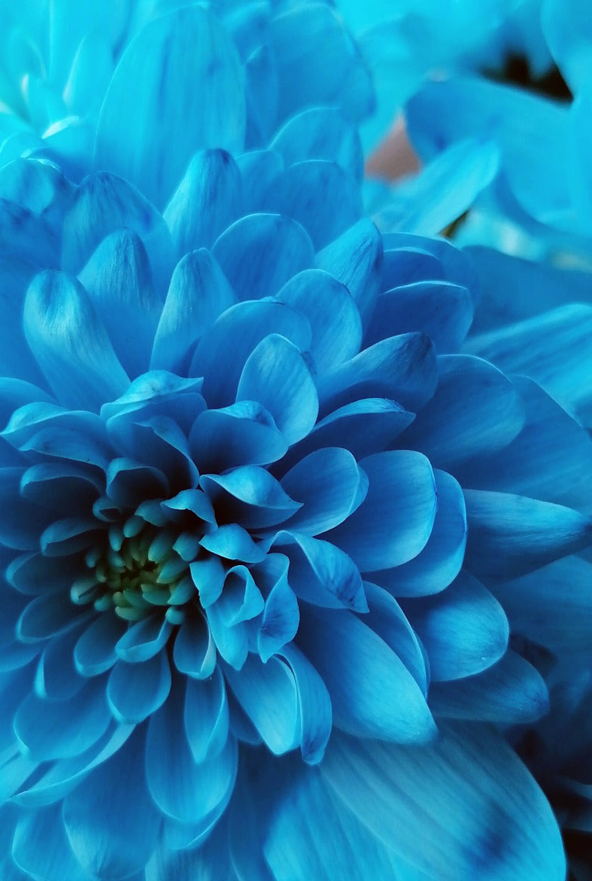 Sky Blue Chrysanthemum Flower Seeds for Planting – Heirloom Non-GMO, High Germination Organic Garden Seeds