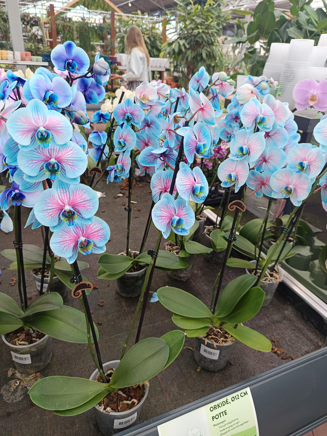 Blue Pink Phalaenopsis Orchid Flower Seeds for Planting – Heirloom, Non-GMO, Fragrant High Germination Seeds